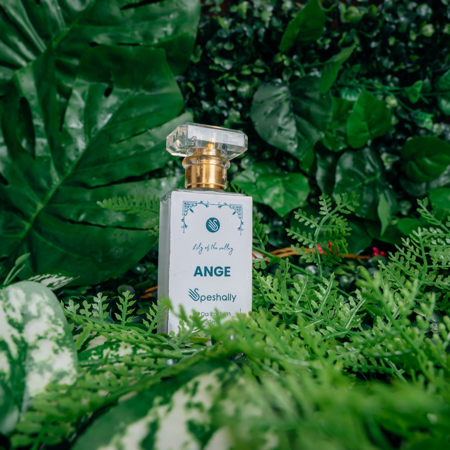 ‘Sunset’ Ange